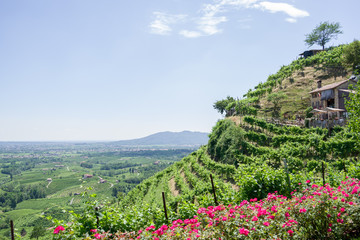 Treviso, Italy, 06/23/2019, View of the  Conegliano area famous for the production of prosecco wine, and the Col Vetoraz hill. Here the cultivation is 100% vineyard.