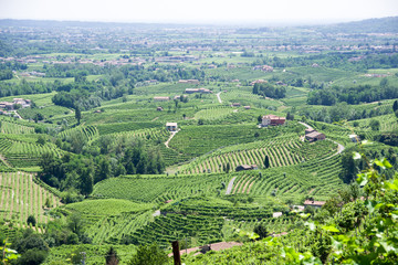 Treviso, Italy, 06/23/2019, View of the  Conegliano area famous for the production of prosecco wine, from the Col Vetoraz hill. Here the cultivation is 100% vineyard.