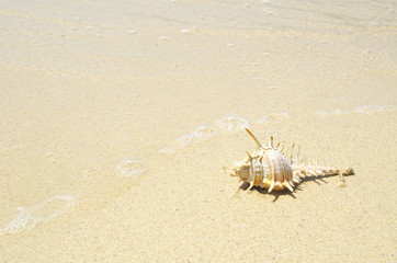 una conchiglia sulla sabbia d'estate 