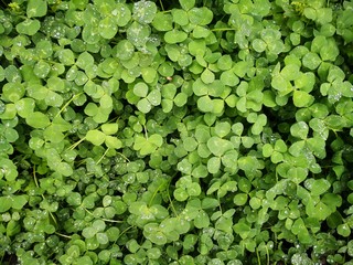 Fototapeta premium background of clover