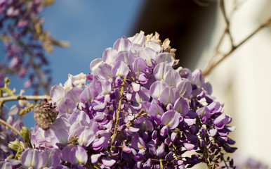 Blooming bunch of lilac wisteria close up. Purple flowers against a white wall and blue sky. Climbing ornamental plant from the legume family with tassels of fragrant flowers. Selective focus image.