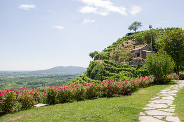 Treviso, Italy, 06/23/2019, View of the  Conegliano area famous for the production of prosecco wine, and the Col Vetoraz hill. Here the cultivation is 100% vineyard.