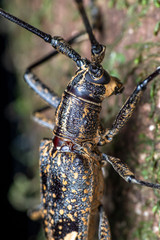 Pelargoderus rubropunctatus, a large longicorn beetle from the family Cerambycidae