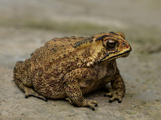 Amphibian Anura frog on a rough pavement
