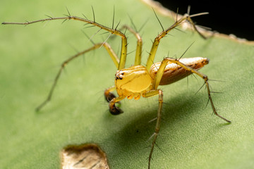 Hairy lynx spider, Oxyopidae, hunting at night