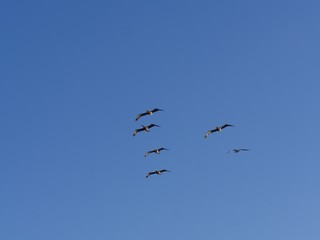 Obraz premium Silhouette and photos of birds flying