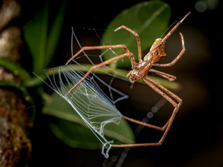 Small eyed net casting spider, Avella sp, hunting at night in tropical rainforest