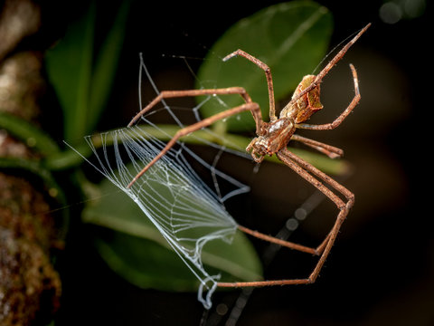 Small eyed net casting spider, Avella sp, hunting at night in tropical rainforest