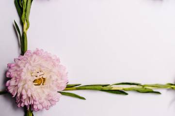Flowers composition on white background. Frame made of flowers. Valentines day, mothers day, womens day, spring, summer concept. Flat lay, top view, copy space.