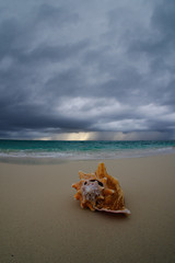 Fototapeta na wymiar Seashell prepearing for the coming storm
