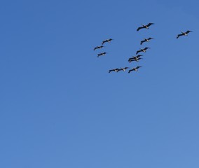 Silhouette and photos of birds flying