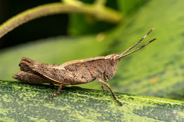 Brown striped grasshopper from the family Acrididae, sitting on a leaf