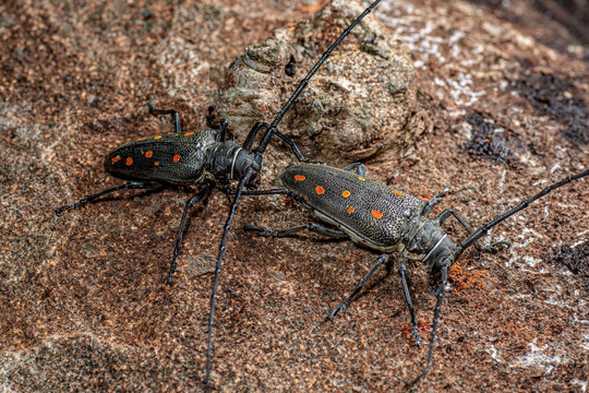 Batocera frenchi, a large longicorn beetle with spectacular orange markings