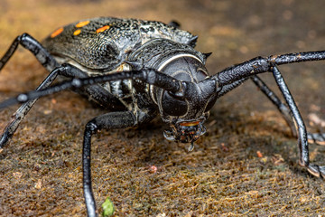 Batocera frenchi, a large longicorn beetle with spectacular orange markings
