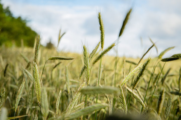 grass on a background of blue sky