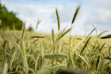 field of wheat
