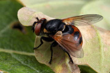 Tachina fera