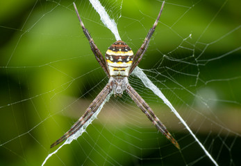 Argiope keyserlingi, the St Andrew's Cross spider, sitting on her web with stabilimentum
