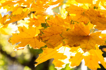 Beautiful yellow maple leaves on blue sky background. Autumn leaves background.