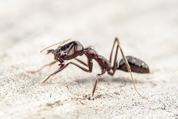 Extreme close up of an Odontomachus  cephalotes trap jaw ant