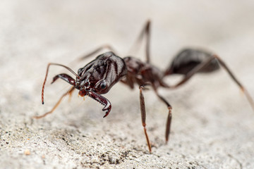 Extreme close up of an Odontomachus  cephalotes trap jaw ant