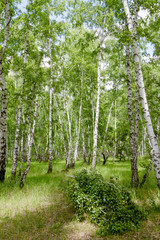 Fototapeta premium green birch forest of Russia