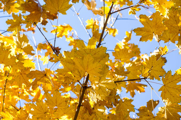 Beautiful yellow maple leaves on blue sky background. Autumn leaves background.