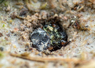 Larval form of a tiger beetle, Cicindelidae, waiting to ambush prey from its burrow