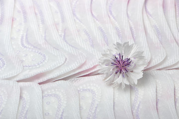 Obraz na płótnie Canvas Flower of a white cornflower on the background of hygienic pads