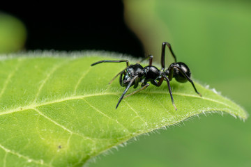 Ant mimic jumping spider from the genus Myrmarachne, Queensland, Australia
