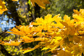 Naklejka na ściany i meble Beautiful yellow maple leaves on blue sky background. Autumn leaves background.
