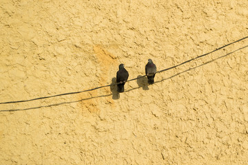 two pigeons sitting on a wire and looking at each other, the background wall is yellow