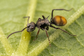 Golden spiny ant, Polyrachis sp, feeding at an extra floral nectary, a leaf defence structure