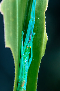 Megacrania batesii, the peppermint stick insect, found only in a small part of the Daintree rainforst, Queensland, Australia