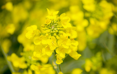 Yellow blooming canola close up. Rape on the field in summer. Bright Yellow rapeseed oil. Flowering rapeseed. Selective focus image. Turkey, Istanbul, Silivri.