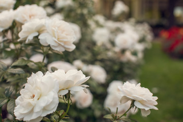 Fototapeta premium roses