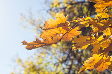 Beautiful yellow maple leaves on blue sky background. Autumn leaves background.
