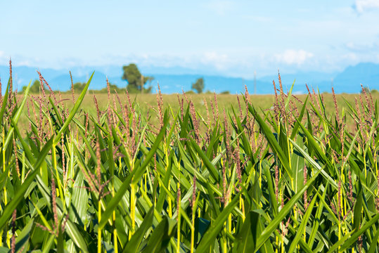 Corn crops at the shores of Lake LLanquihue, X Region de Los Lagos, Chile