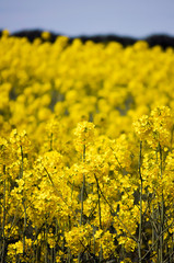 Obraz premium Yellow blooming canola close up. Rape on the field in summer. Bright Yellow rapeseed oil. Flowering rapeseed. Selective focus image. Turkey, Istanbul, Silivri.