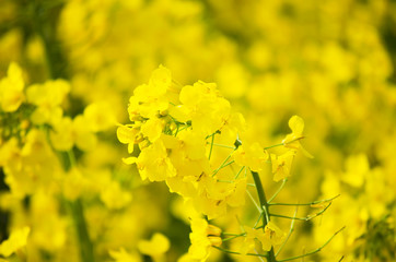 Yellow blooming canola close up. Rape on the field in summer. Bright Yellow rapeseed oil. Flowering rapeseed. Selective focus image. Turkey, Istanbul, Silivri.