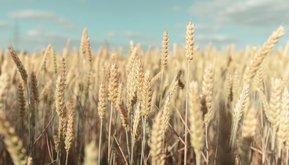 Blick auf das Getreidefeld