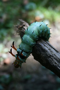 Hickory Horned Devil Caterpillar 02