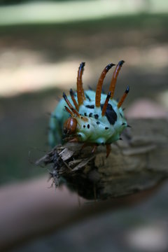 Hickory Horned Devil Caterpillar