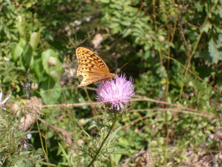 butterfly on flower