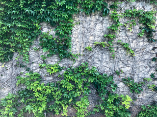 Climbing plants on the concrete wall. Texture of green foliage. Thickets of ivy.
