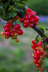 Sprig of red currant with transparent red berries