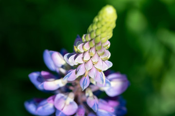 Fototapeta premium lupine flower close up