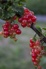 Sprig of red currant with transparent red berries