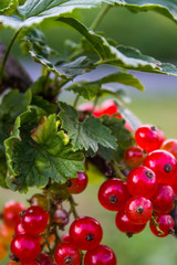 Sprig of red currant with transparent red berries