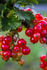 Sprig of red currant with transparent red berries